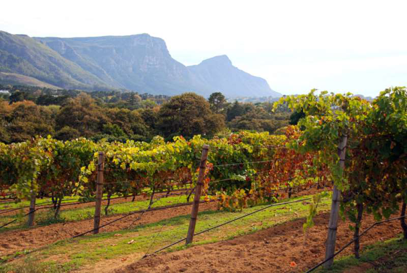 開普敦水荒，南非葡萄酒何去何從